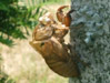 Cicada exuvum