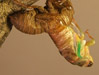 T. canicularis eclosing