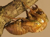 T. canicularis nymph 3