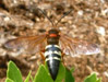 Male Sphecius speciosus Cicada Killer.