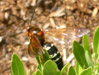 Male Sphecius speciosus. Click to enlarge.