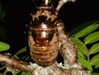 Tibicen lyricen nymph.