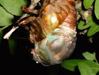 Tibicen lyricen cicada.