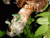 Tibicen lyricen cicada.