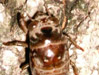 Tibicen canicularis.