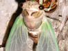 Male T. lyricen.