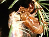 Tibicen canicularis male.