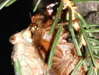 T. canicularis male.