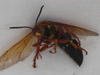 Cicada Killer Floater