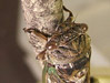 Tibicen canicularis female adult