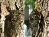 Male Tibicen canicularis cicada.