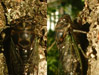 Male Tibicen canicularis cicada.