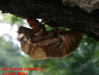Cicada shell