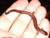 Red-backed salamander