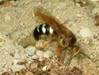 Female Cicada Killer Wasp