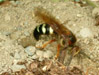 Female Cicada Killer Wasp