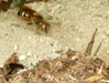 Cicada killer female