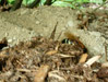 Cicada killer female