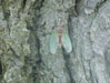 Various cicadas
