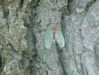 Various cicadas