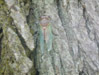 Various cicadas
