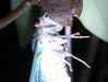 Tibicen female eclosing