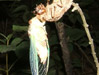 Tibicen canicularis female