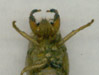 T. lyricen nymph shell