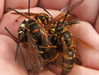 Mating frenzy of cicada killers.