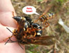 Cicada Killer Male party time!!