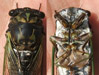 Stung by cicada killer specimen 2