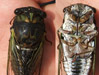 Stung by cicada killer specimen 3
