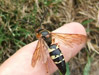 Cicada Killer Male resting on my finger.