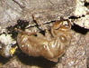 Exuvia 3