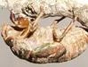 Damaged cicada nymph.