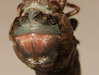 Cicada exuvia opens at maximum