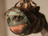 Cicadas’s head emerges