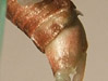 Closeup of Cicada Ovipositor