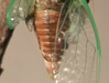 Cicada teneral full view