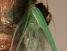 Cicada Wing Venation