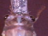 Male Tibicen lyricen cicada.