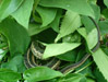 Garter snake