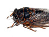 O. rimosus dorsal view