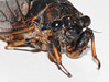 Wettest June on Record for Okanagana cicadas