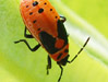 Large Milkweed Bug