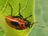 Oncopeltus fasciatus