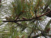 O. rimosa in pine tree