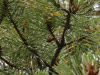 O. rimosa in pine tree