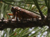 O. rimosa in pine tree closeup