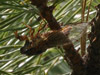 O. rimosa in pine tree closeup